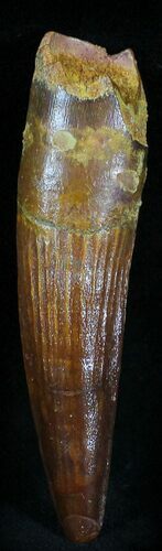 Top Quality Spinosaurus Tooth - Great Enamel #23019
